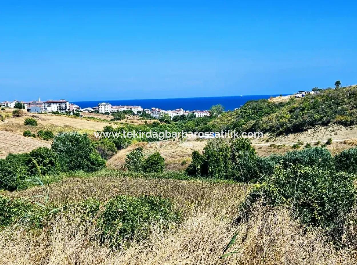 9.100 M2 Dringender Verkauf In Tekirdag Barbarosta, Egal Ob Sie Ein Grundstück Machen Oder Eine Villa Bauen Möchten Hohe Gewinngarantie