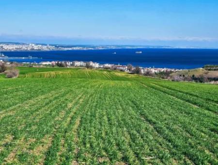 35.000 M2 Grosses Villengrundstück Mit Vollem Meerblick Zum Dringenden Verkauf In Tekirdag Barbarosta