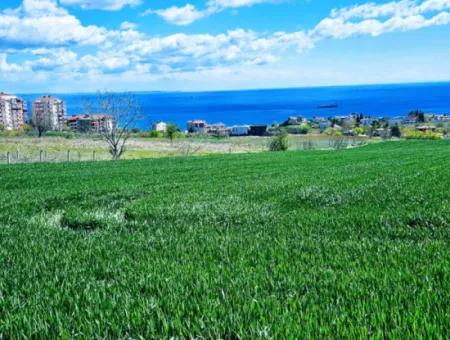 Geeignet Für Dringende Verkaufsgenossenschaft Und Standort In Tekirdag Barbarosta. Hohe Gewinngarantie Für Den Investor