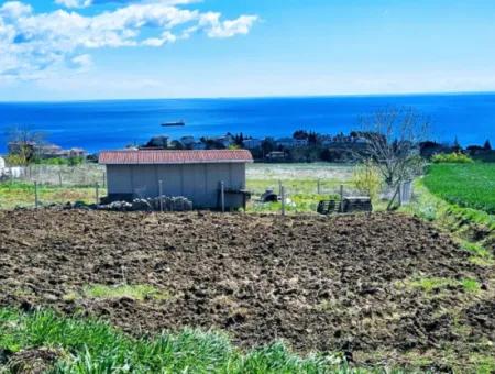 Geeignet Für Dringende Verkaufsgenossenschaft Und Standort In Tekirdag Barbarosta. Hohe Gewinngarantie Für Den Investor