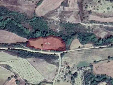 Dieses 5.500 Quadratmeter Große Feld Am Bach Liegt Im Bezirk Tekirdağ Süleymanpaşa Yeniköy