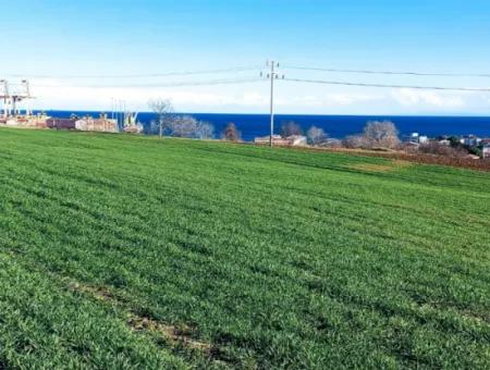 Dieses 11.100 M2 Große Wohngrundstück Befindet Sich In Süleymanpaşa Barbaros, Tekirdag, In Einer Großartigen Lage.