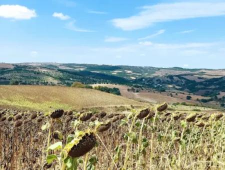 10.500 M2 Investitionsfeld Mit Dem Vorteil Der Offenen Straße Im Sommer Und Winter Im Bezirk Tekirdağ Çanakçı! Tolle Gelegenheit Für Familienpicknick, Weinbau Und Hobbygarten