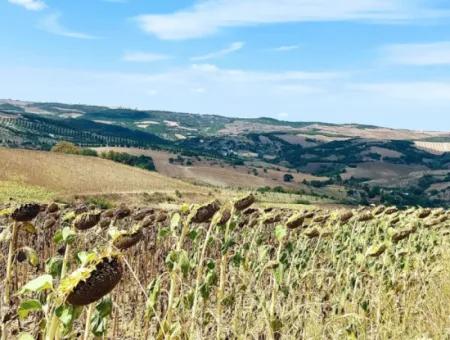 10.500 M2 Investitionsfeld Mit Dem Vorteil Der Offenen Straße Im Sommer Und Winter Im Bezirk Tekirdağ Çanakçı! Tolle Gelegenheit Für Familienpicknick, Weinbau Und Hobbygarten