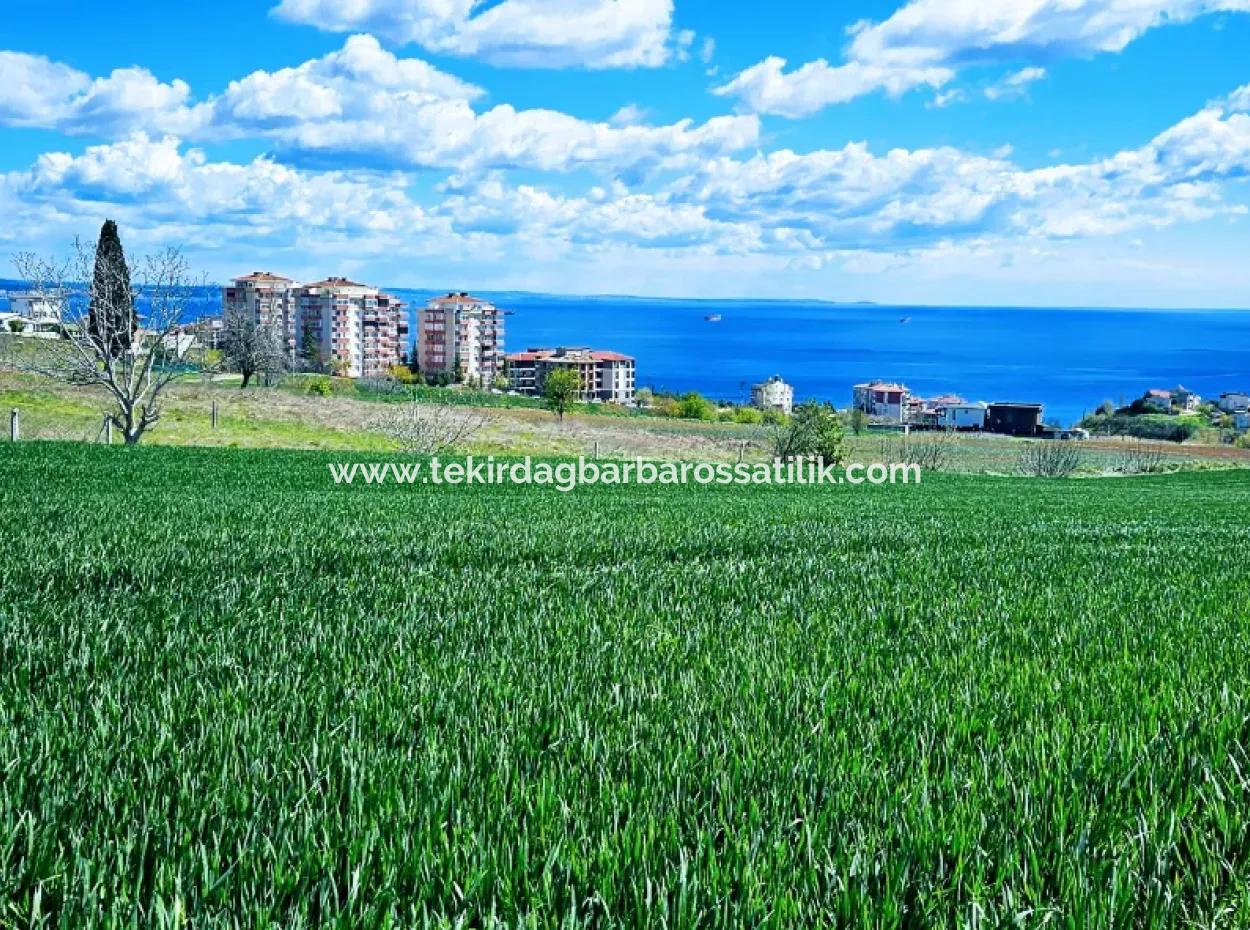 Suitable For Urgent Sale Cooperative And Site In Tekirdag Barbarosta. High Profit Guarantee To The Investor