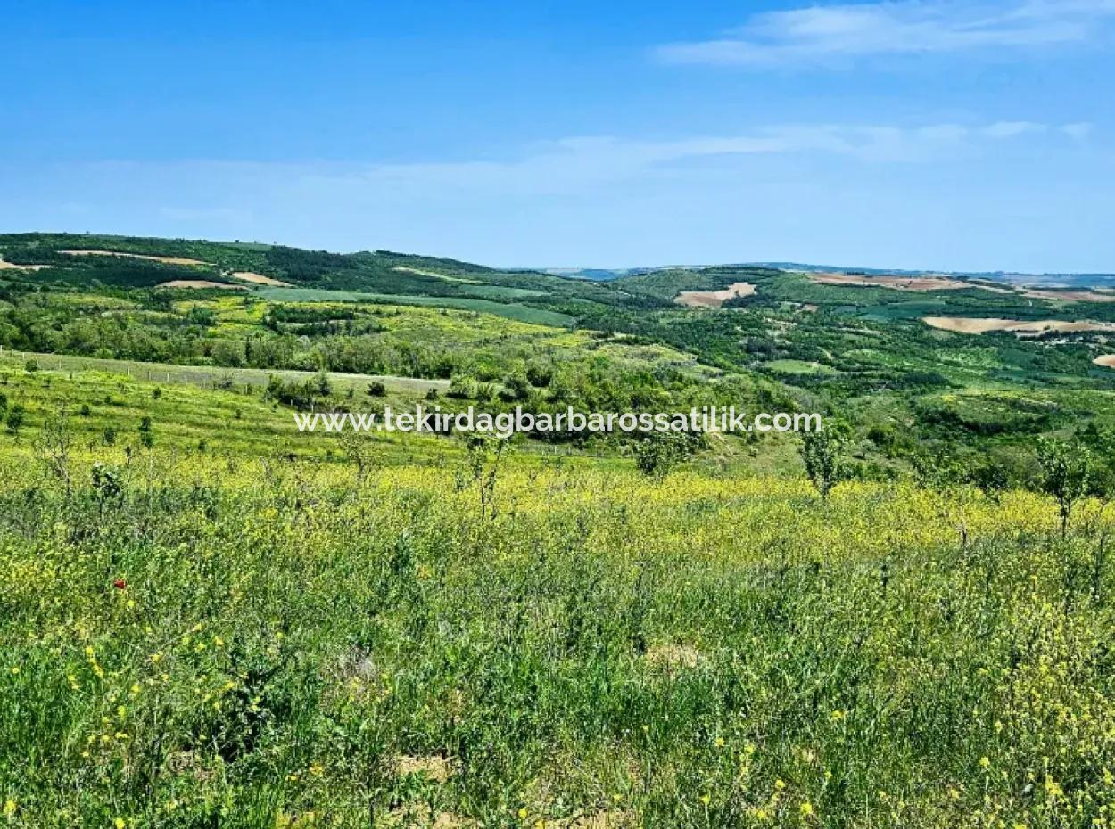 A Great Opportunity To Build Your Farm In Your Family For Urgent Sale 2,600 Acres Of Pasture Front