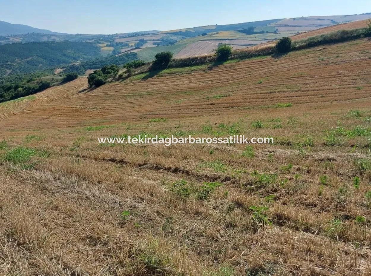 Located In Tekirdağ Işıklar District, This Bargain Has A Potential That Is Extremely Suitable For Various Agricultural Activities Such As 45 Acres Of Fields, Vineyards, Gardens And Nurseries