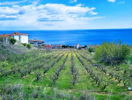 Residential Zoned Land With Full Sea View Suitable For The Construction Of A 42-Apartment Cooperative Site For Urgent Sale In Tekirdag Barbarosta