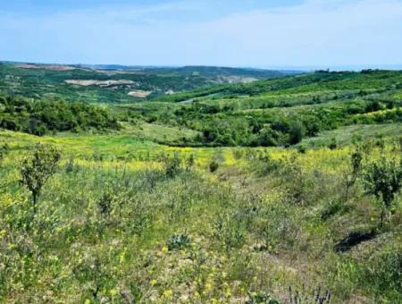 A Great Opportunity To Build Your Farm In Your Family For Urgent Sale 2,600 Acres Of Pasture Front