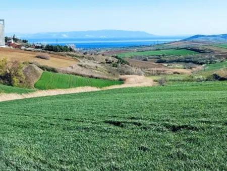 Land For Sale In 19,500 Square Meters Of Commercial And Industrial Area In Nusuratlı Area Of Tekirdağ
