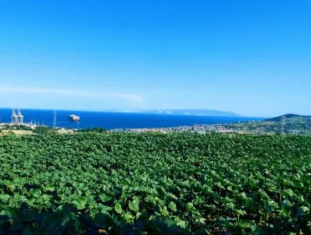 The 17,980 M2 Plot In Barbaros, Tekirdag, Is Facing The Asyaport Harbor Road.