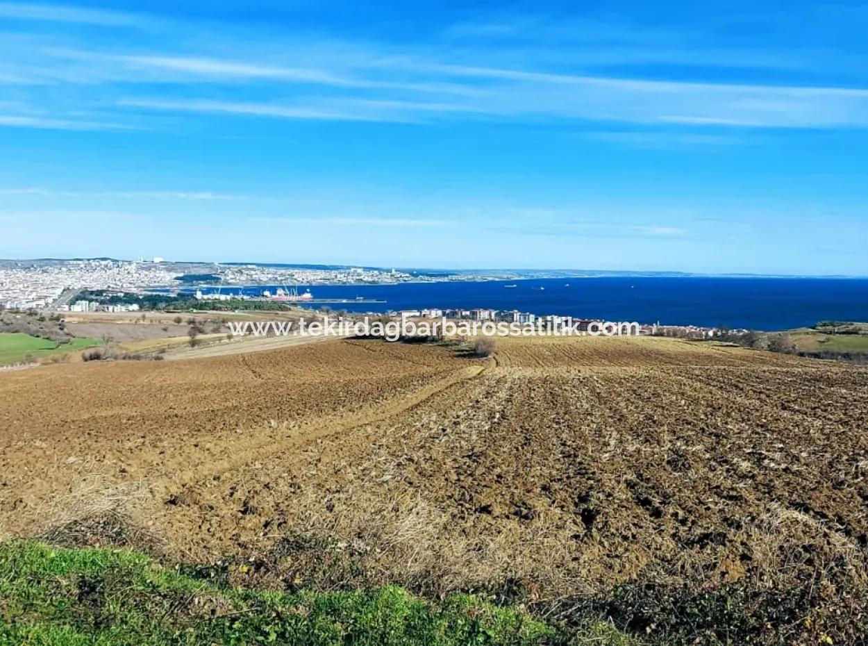 Tekirdağ Barbarosta Acil Satılık 34.500 M2 Full Deniz Manzaralı Villa İmarlı Kelepir Yer