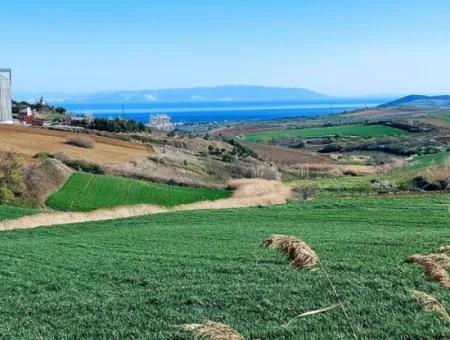 Tekirdağ'ın Nusuratlı Mevkisinde 19.500 Metrekarelik Ticari Ve Sanayi Alanında Satılık Tarla