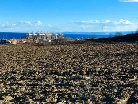 Tekirdağ Barbaros Asyaport Limanına Çok Yakın Konumda Bulunan 18 100 M2 Konut İmarlı Tarla