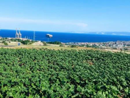 Tekirdağ Barbaros'ta Bulunan 17,980 M2 Arsa, Asyaport Liman Yolu'na Cepheli Konumdadır.