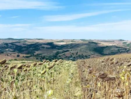 Tekirdağ Çanakçı Mahallesinde Yaz Kış Açık Yol Avantajıyla 10.500 M2 Yatırımlık Tarla! Ailece Piknik, Bağcılık Ve Hobi Bahçesi İçin Harika Fırsat