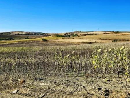 Asyaport Limanı Mevcut İmara Çok Yakın Acil Satılık 17.350 M2 Kelepir Yatırımlık Kupon Tarla